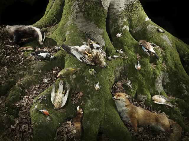 Sacrifice the Bird Song
